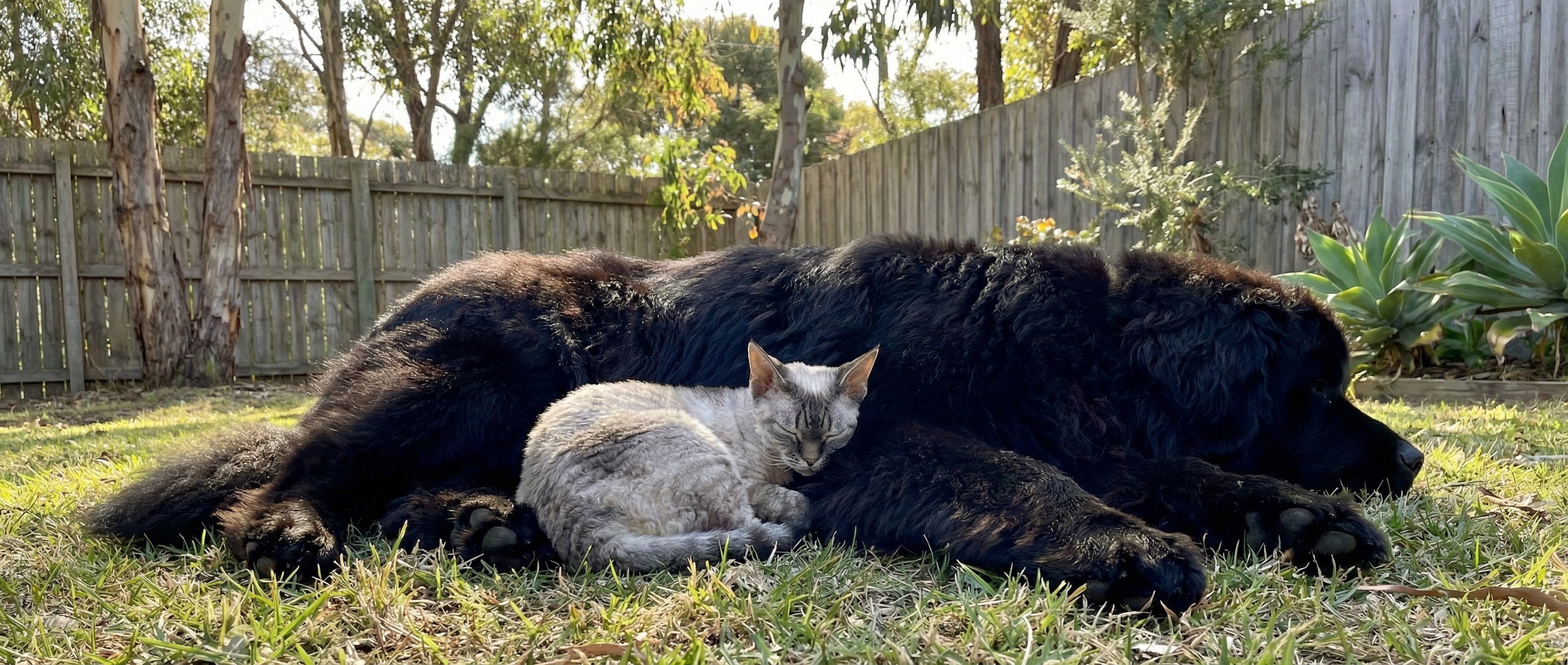A Devon Rex cat and Black Newfoundland dog relaxing together in a sun-dappled Australian backyard